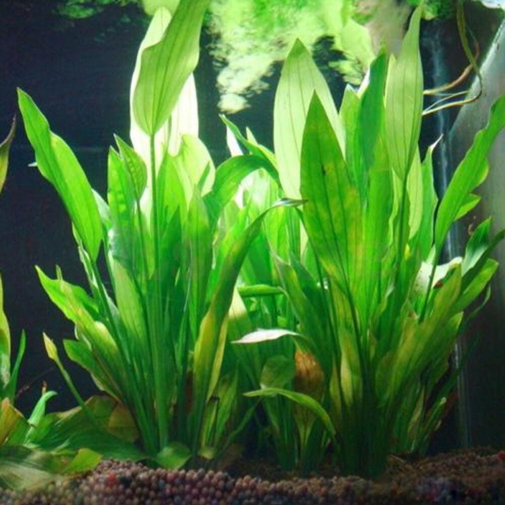 Aquarium Plants Live - 15cm Artificial Aquarium Decor Plants Water