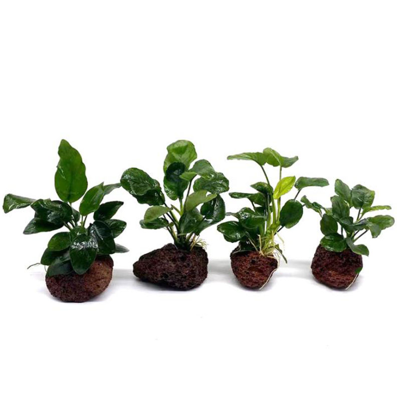 Volcanic Aquarium Decoration F - огляд і ціна Aquarium Planted Tank Filter