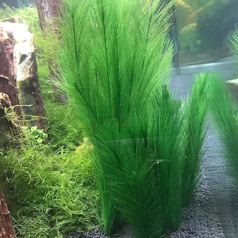 1/3Pcs 28/40cm Aquarium Fish T - огляд і ціна Aquarium Plants Live