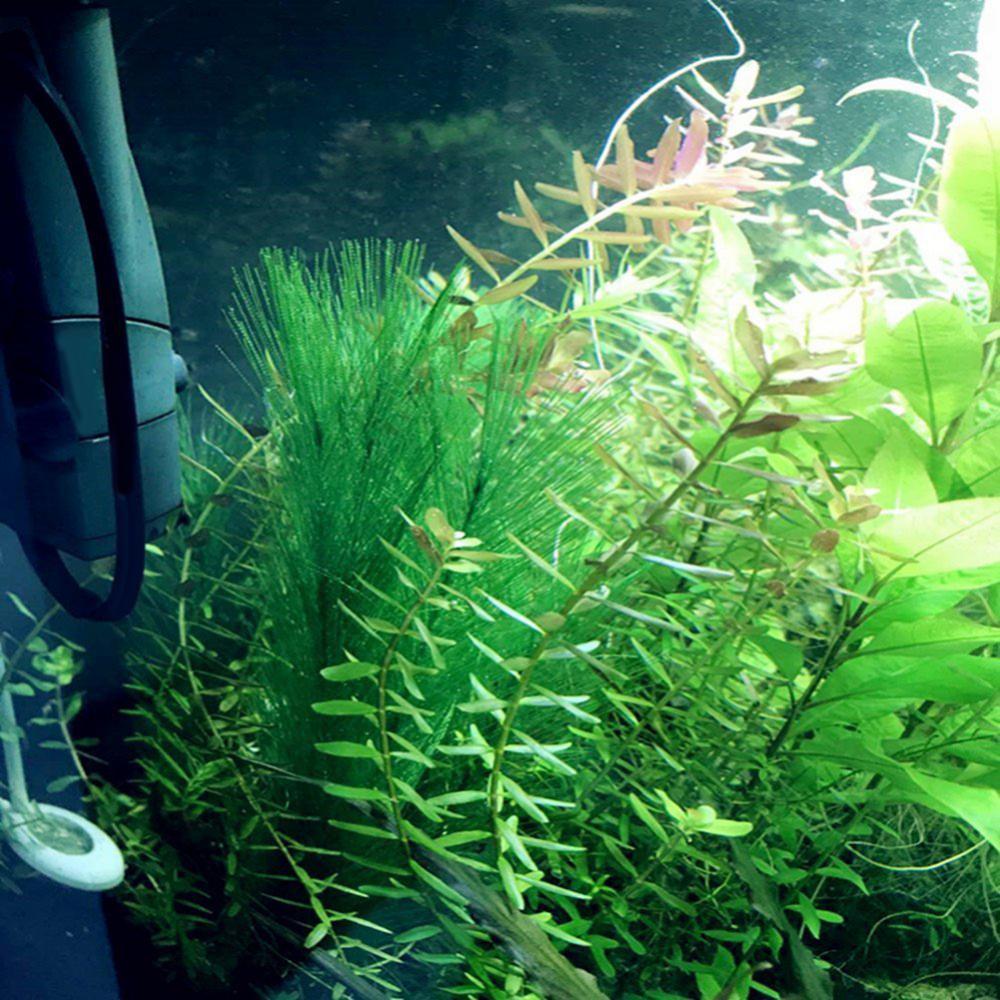 1/3Pcs 28/40cm Aquarium Fish T - огляд і ціна Aquarium Plants Live