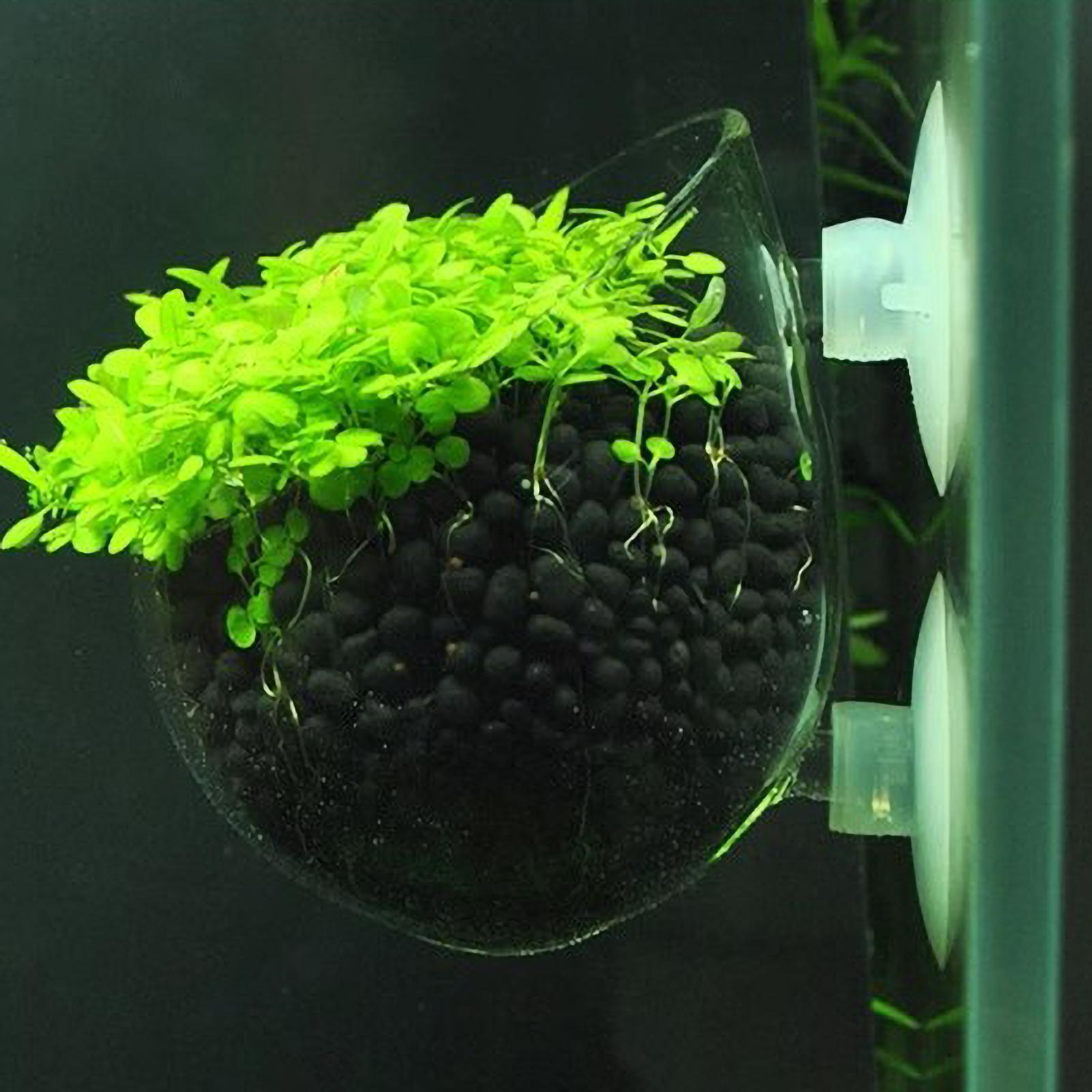 Aquarium Plant Holder Glass Aq - огляд і ціна Plant Aquarium Pot