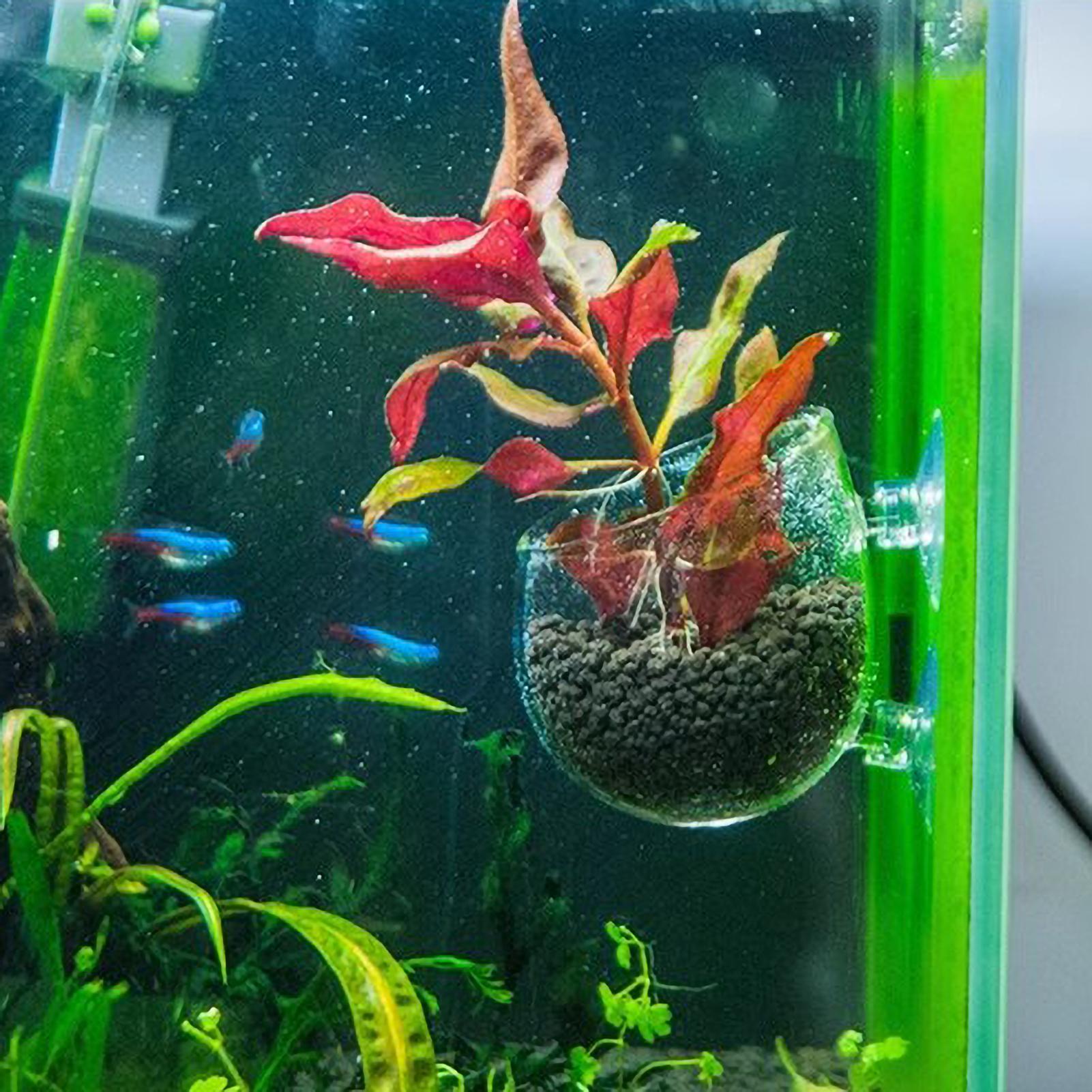 Aquarium Plant Holder Glass Aq - огляд і ціна Plant Aquarium Pot