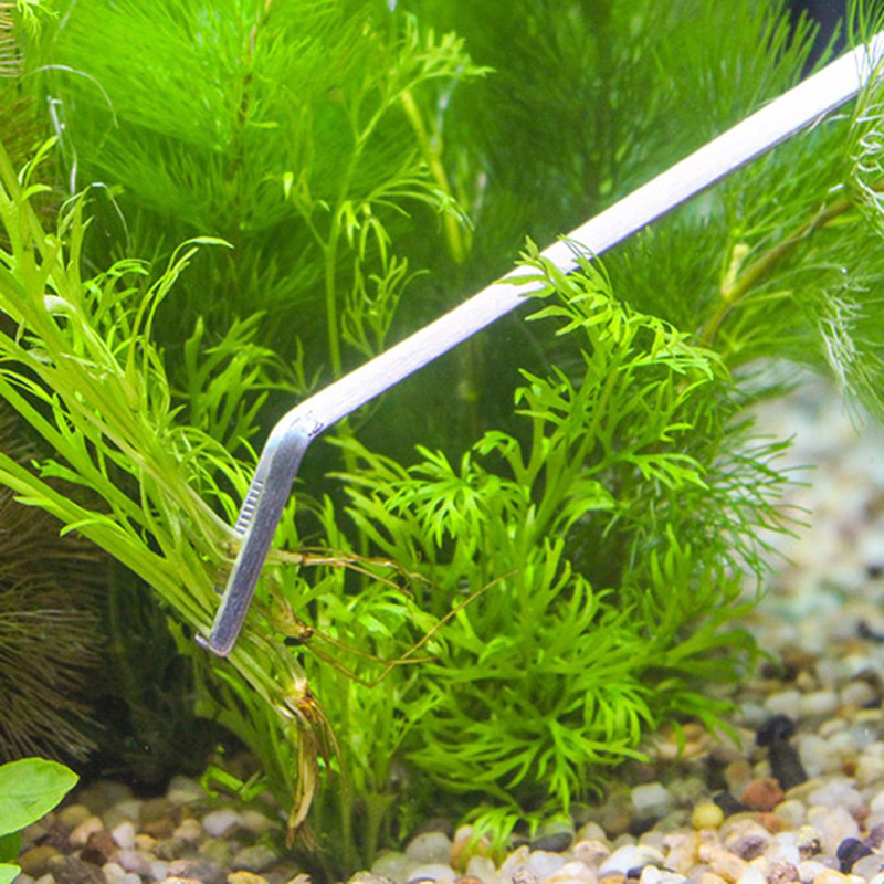Professional Aquarium Maintena - огляд і ціна Aquarium Plants Live