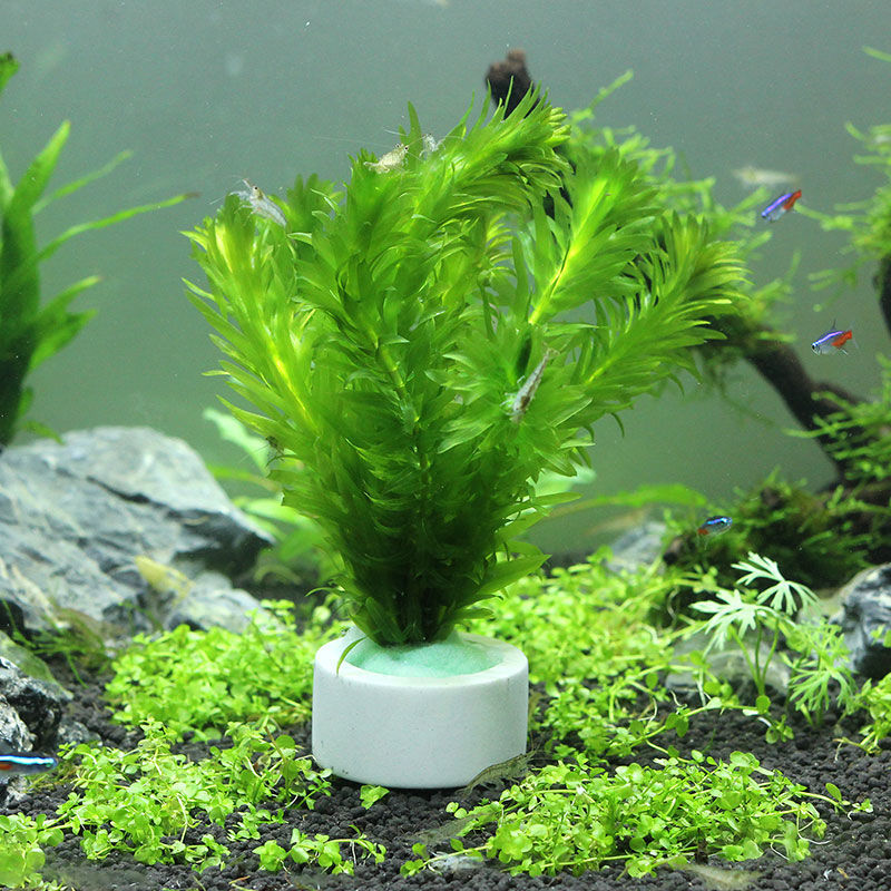 Aquarium Decoration Ceramic Ri - огляд і ціна Plant Aquarium Pot