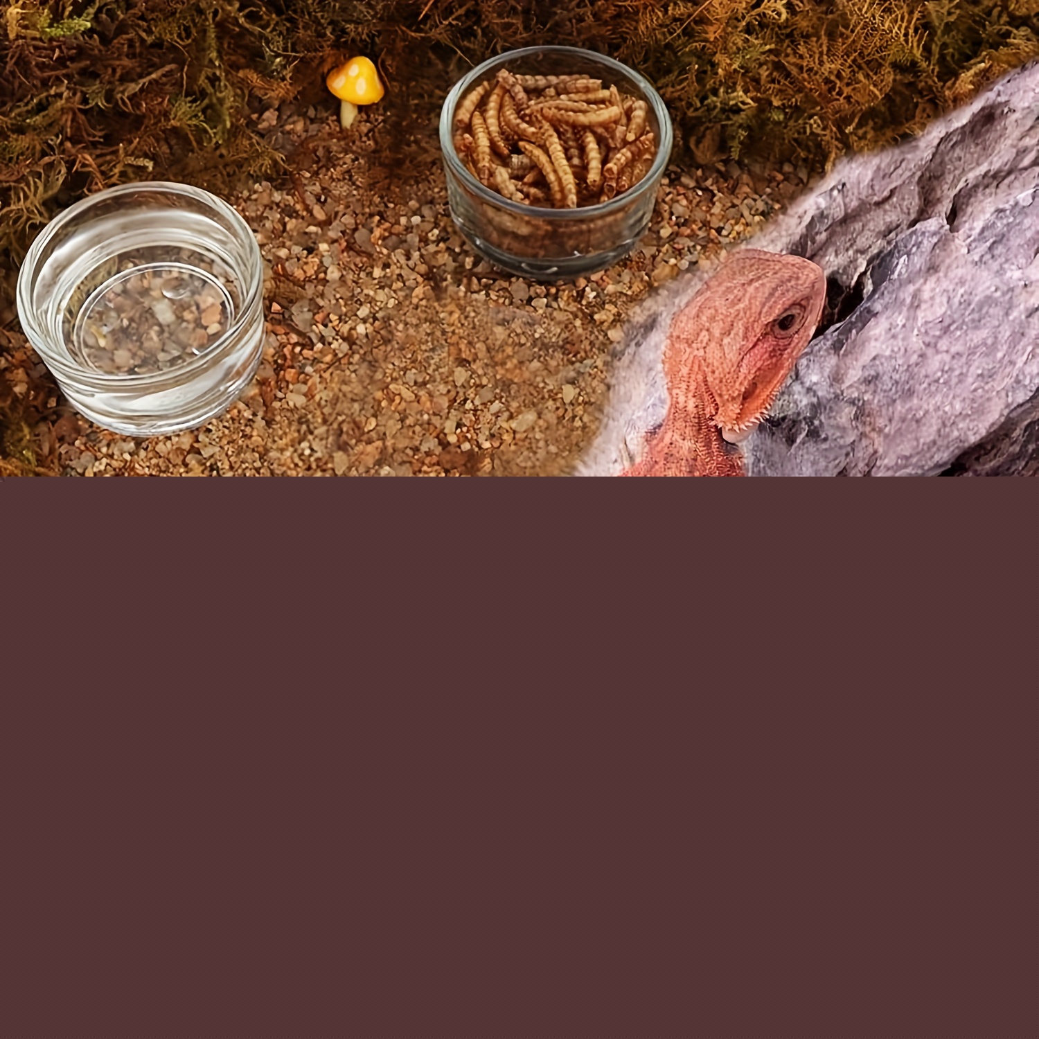 Glass Aquarium Mini Size Shrim - огляд і ціна Aquarium Fertilizer