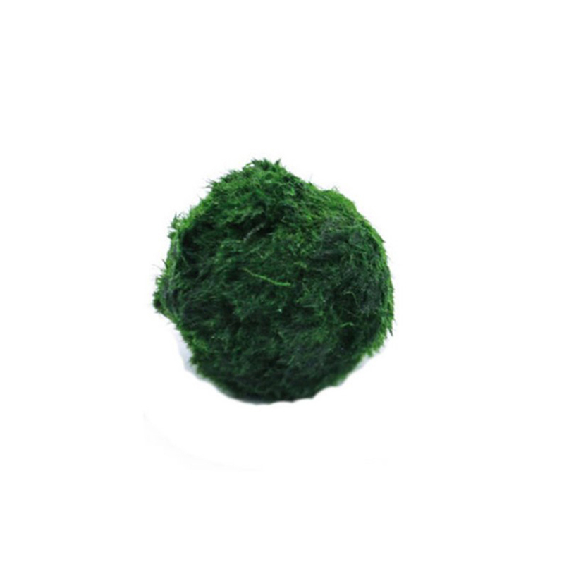 Marimo Moss Balls Live Aquariu - огляд і ціна Live Plant Aquarium