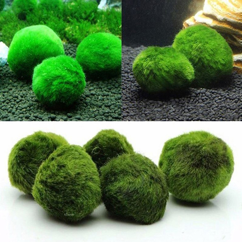 Marimo Moss Balls Live Aquariu - огляд і ціна Live Plant Aquarium