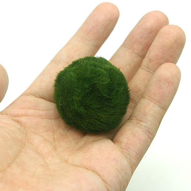 Marimo Moss Balls Live Aquariu - огляд і ціна Live Plant Aquarium