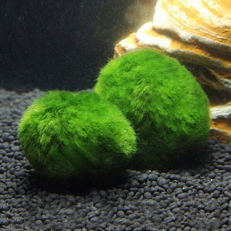 Marimo Moss Balls Live Aquariu - огляд і ціна Live Plant Aquarium