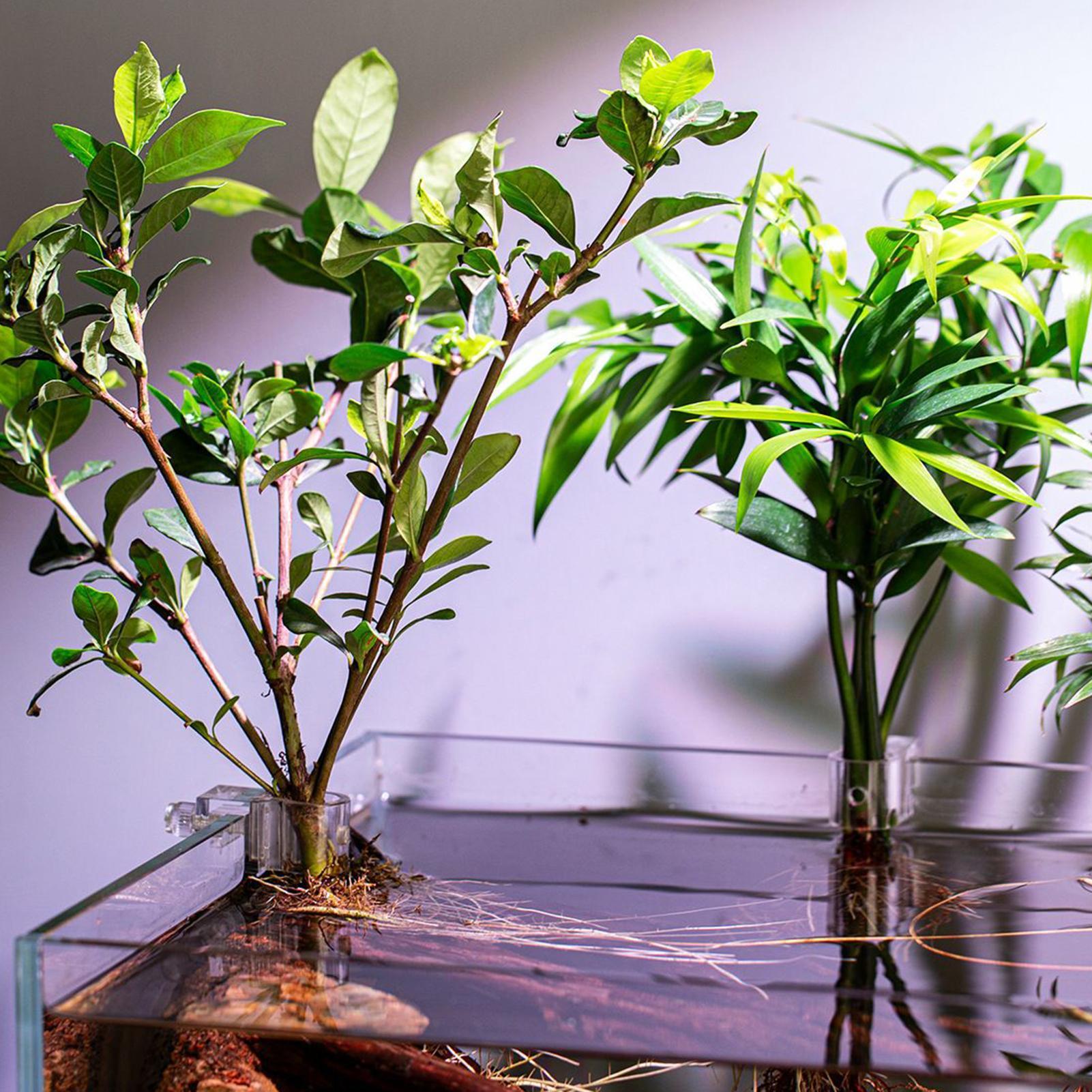 6pcs Aquarium Plant Holders Cl - огляд і ціна Aquarium Plants Live