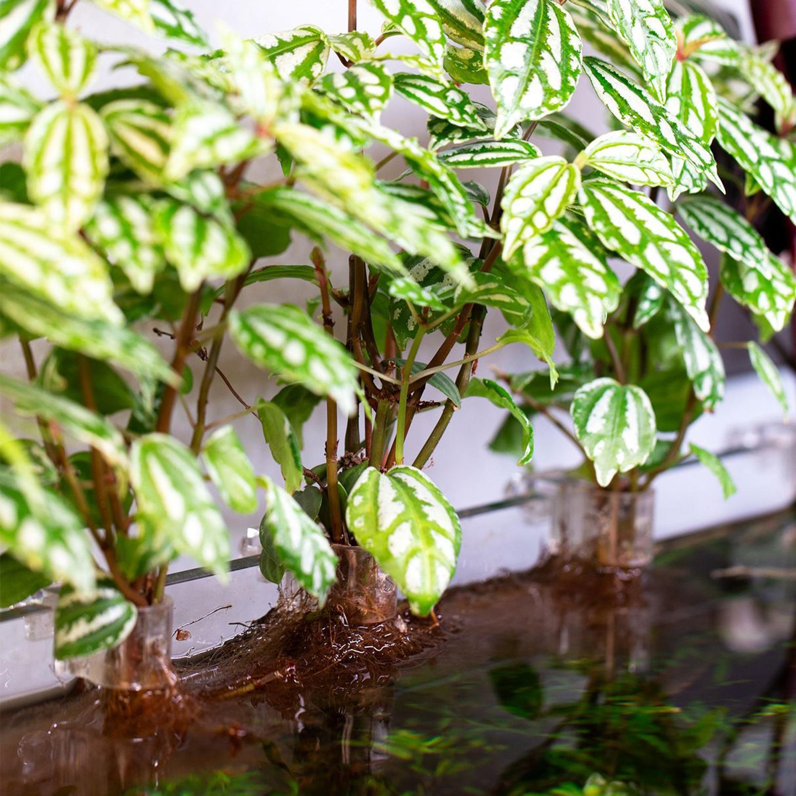 6pcs Aquarium Plant Holders Cl - огляд і ціна Aquarium Plants Live