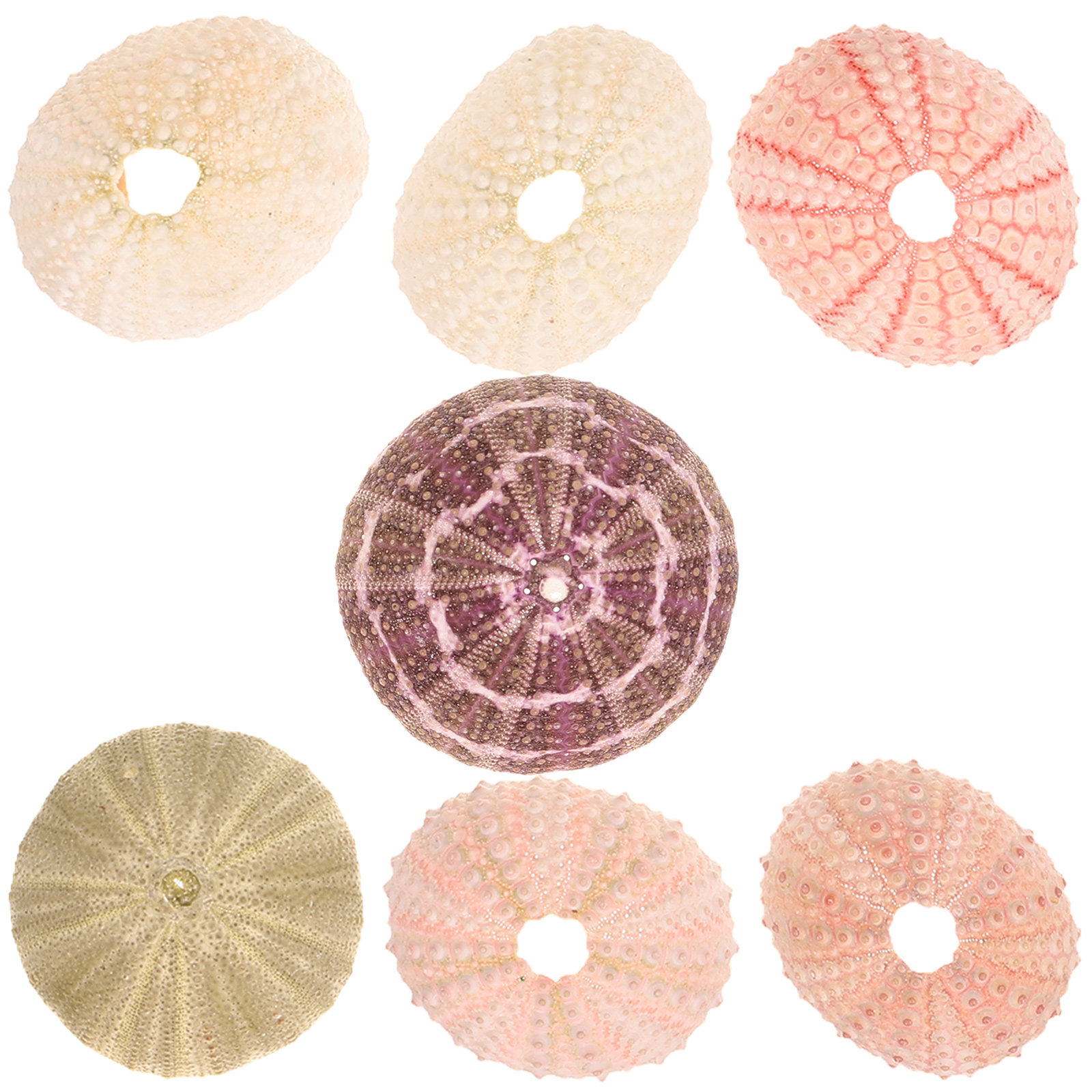7Pcs Sea Urchin Shells Decorat - огляд і ціна Aquarium Plant Holder
