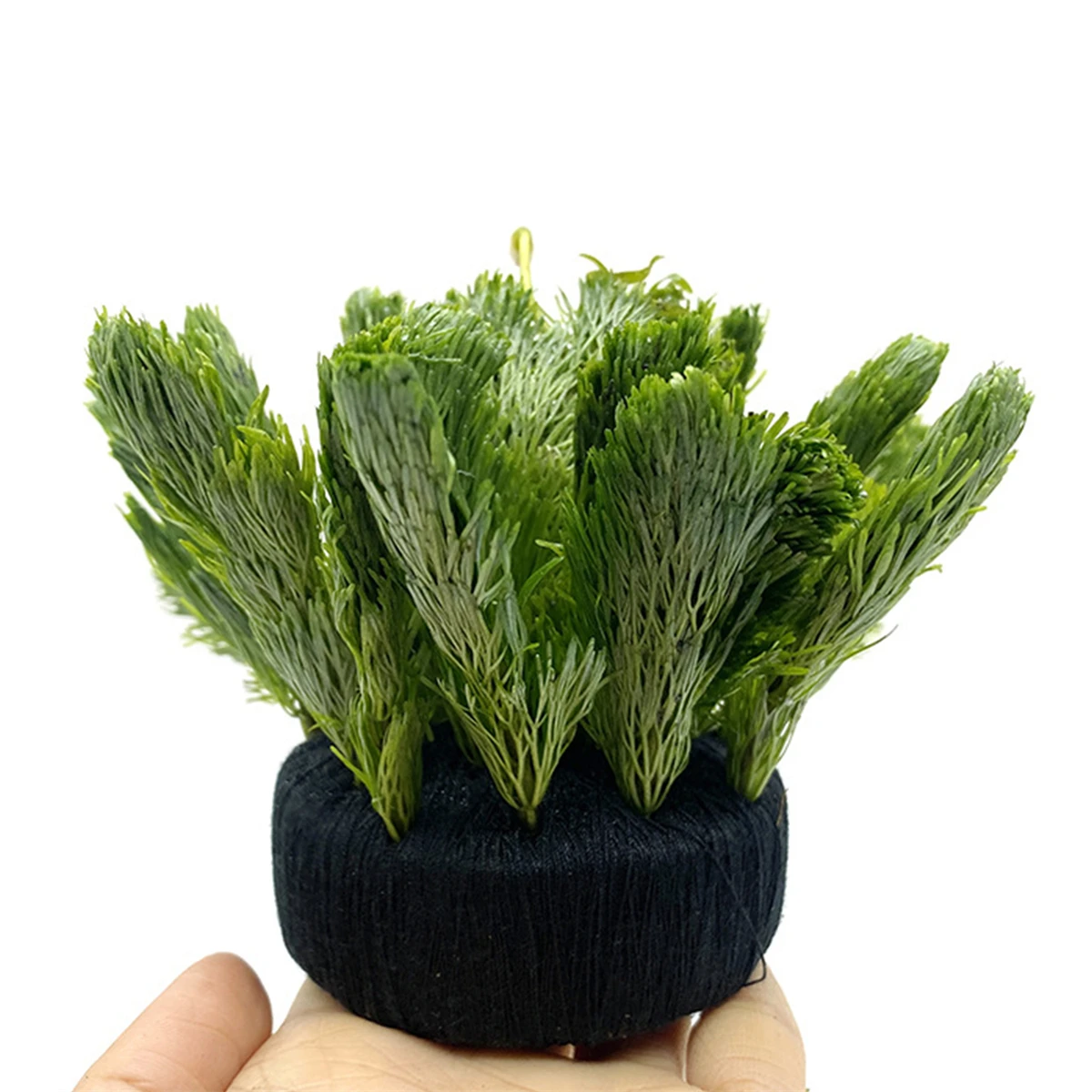 5Pcs Black Fish Tank Water Gra - огляд і ціна Aquarium Plant Substrate
