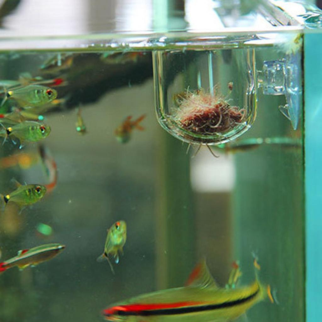 Fish Feeding Basket Glass Aqua - огляд і ціна Live Plant Aquarium